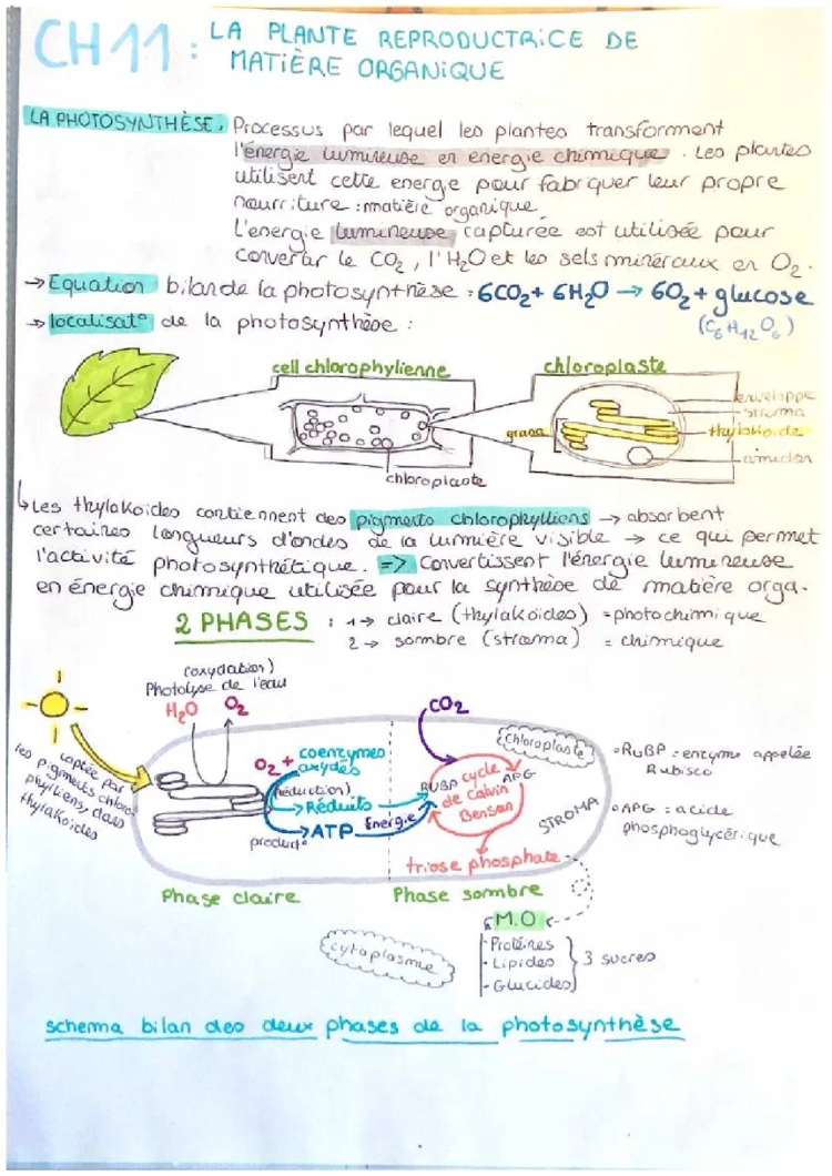 fiche sur la production de matière organique par les plantes lors de là photosynthèse 