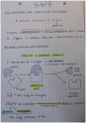 Les enzymes: Influence de la température, du pH et de la concentration