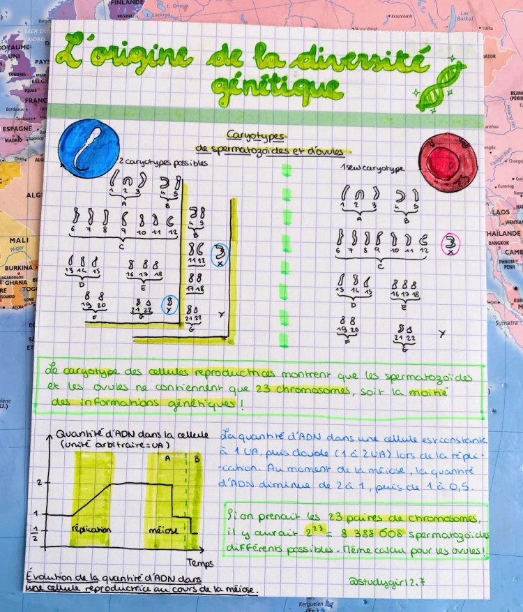 L’origine de la diversité génétique 