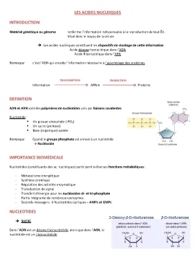 Les Acides Nucléiques 