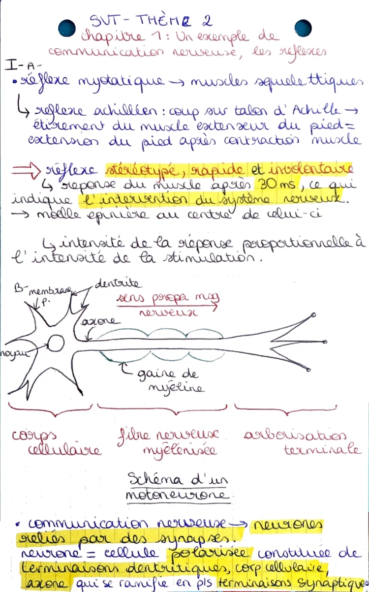 chapitre 1 : Réflexe myotatique