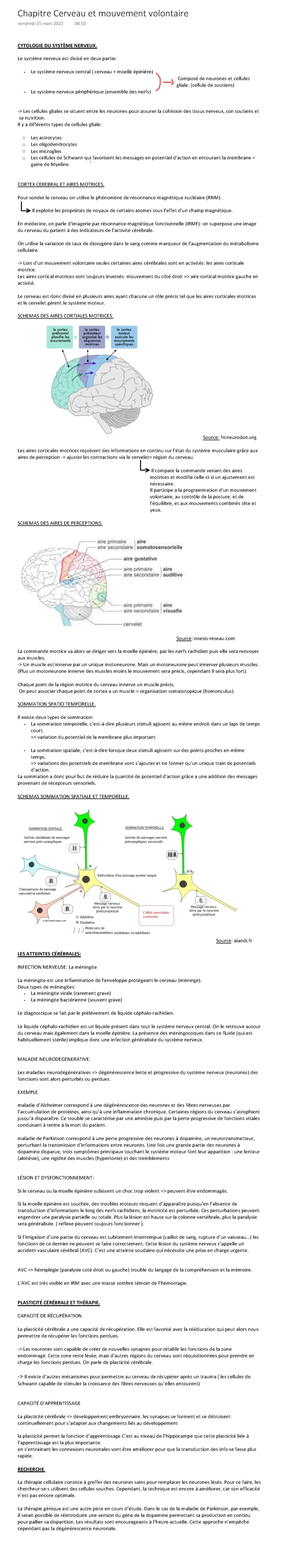 Schéma Système Nerveux & Mouvement Volontaire - Cours et Définitions