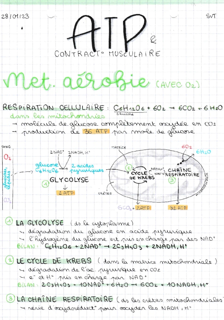 L'origine de l'ATP dans la contraction musculaire