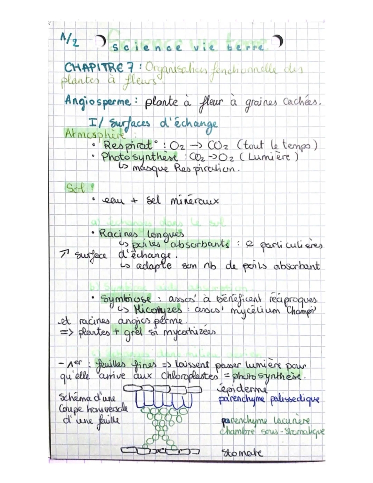 organisation fonctionnelle des plantes à fleurs