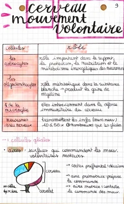 le cerveau et la commande du mouvement volontaire