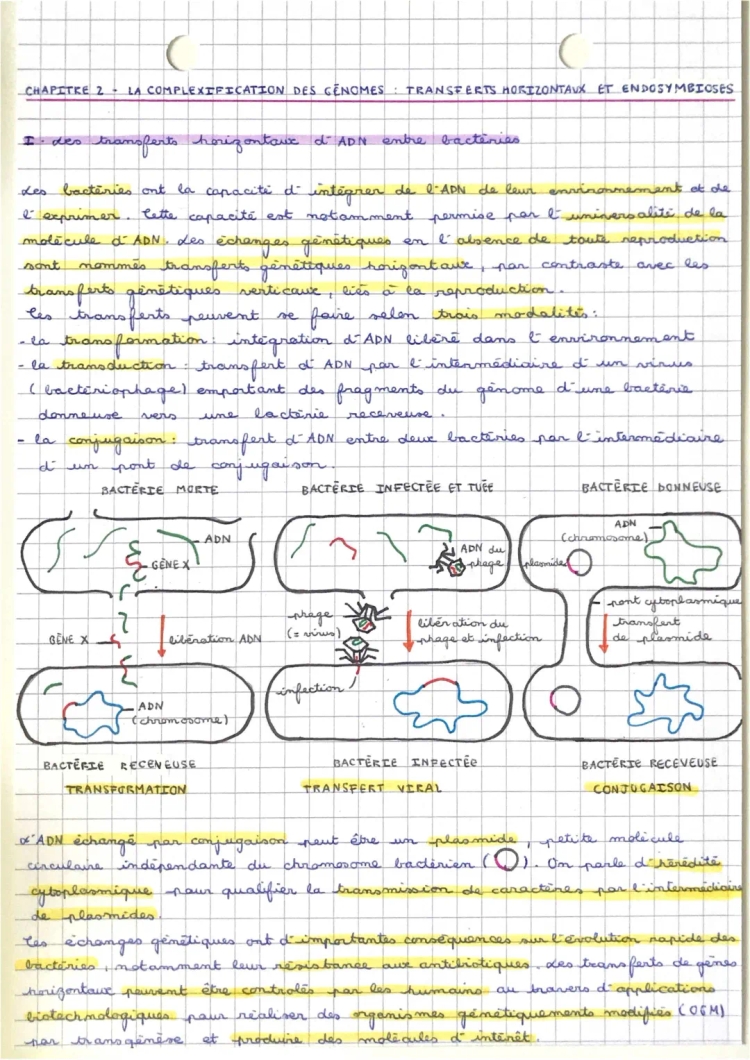 Tout sur les transferts horizontaux et endosymbiose: exemples et théories