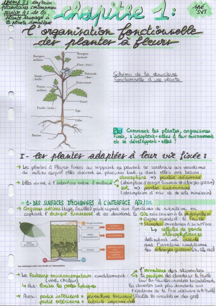 SVT l'organisation fonctionnelle de la plante à fleurs