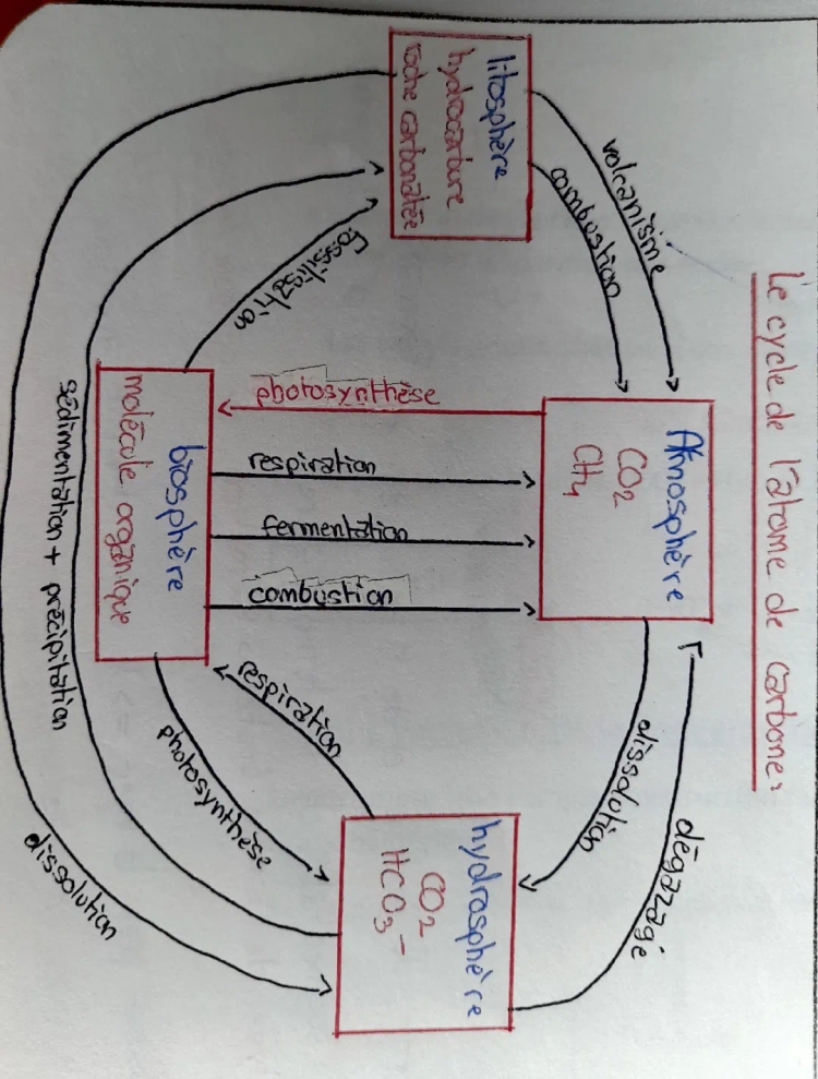 Cycle du carbone enseignement scientifique bio