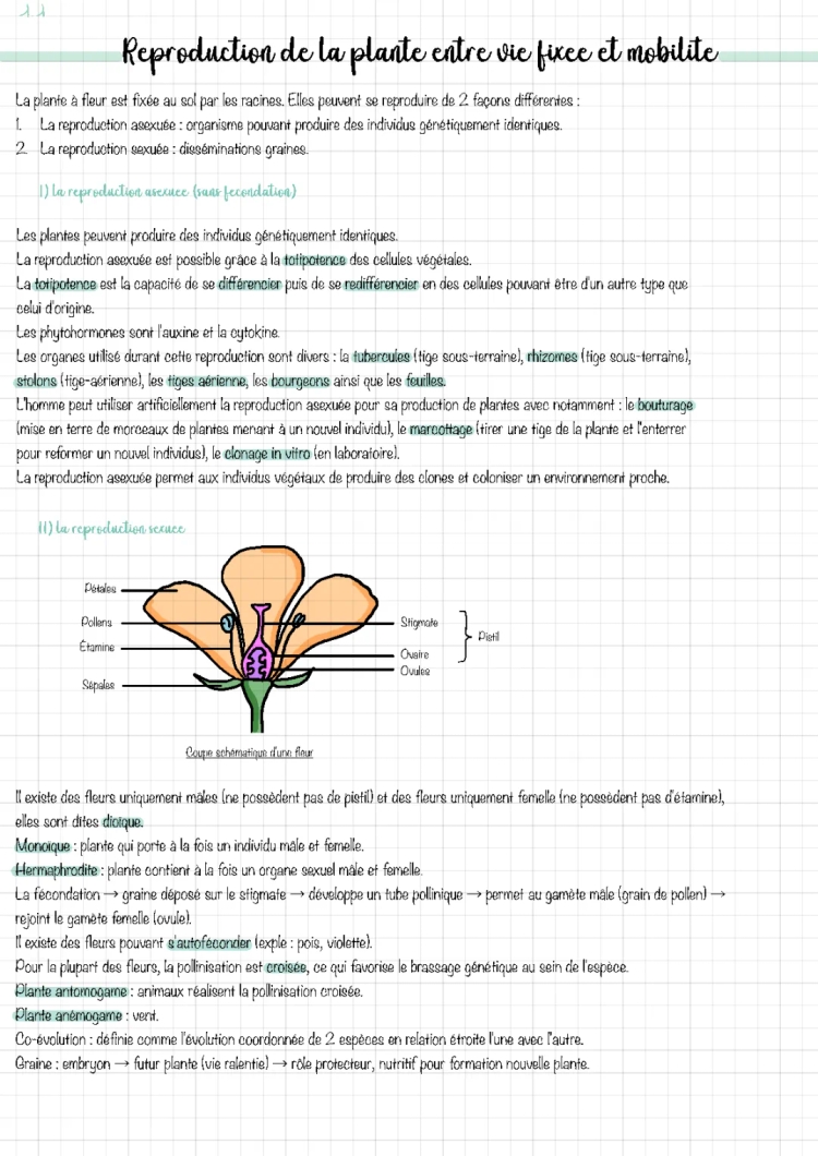 La Reproduction des Plantes : Schéma, Types et Exemples PDF