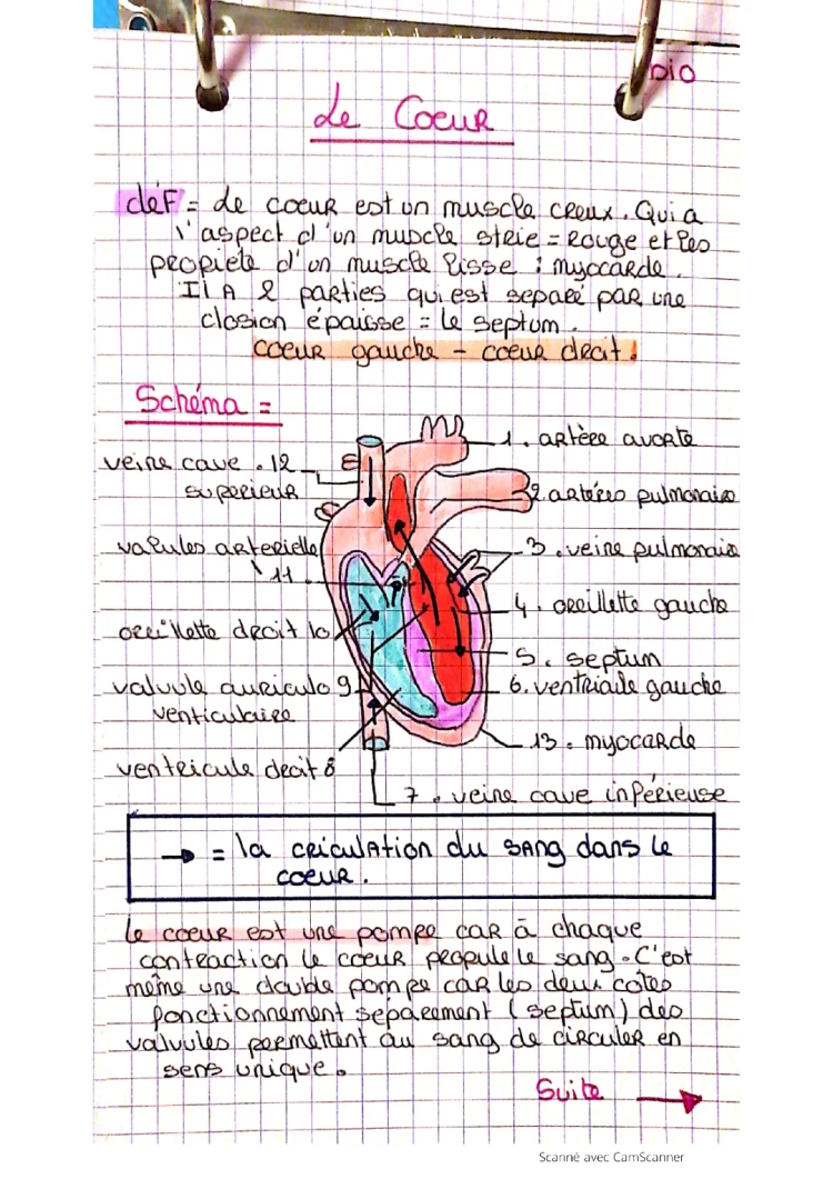 Fiche de révision sur le cœur