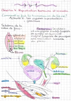 Quels sont les organes reproducteurs chez l'homme et la femme? | Schéma appareil reproducteur