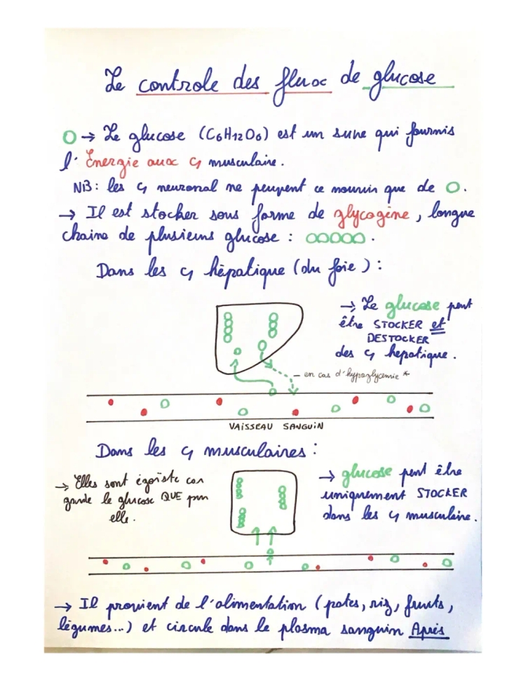 Le contrôle des flux de glucose 