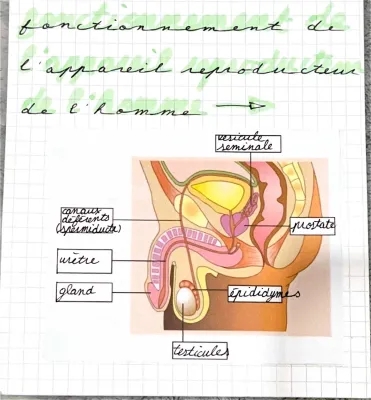 fonctionnement de l’appareil reproducteur de l’homme 