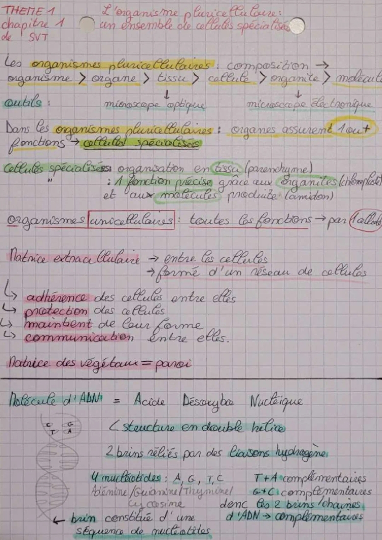 L'organisme pluricellulaire: un ensemble de cellules spécialisées