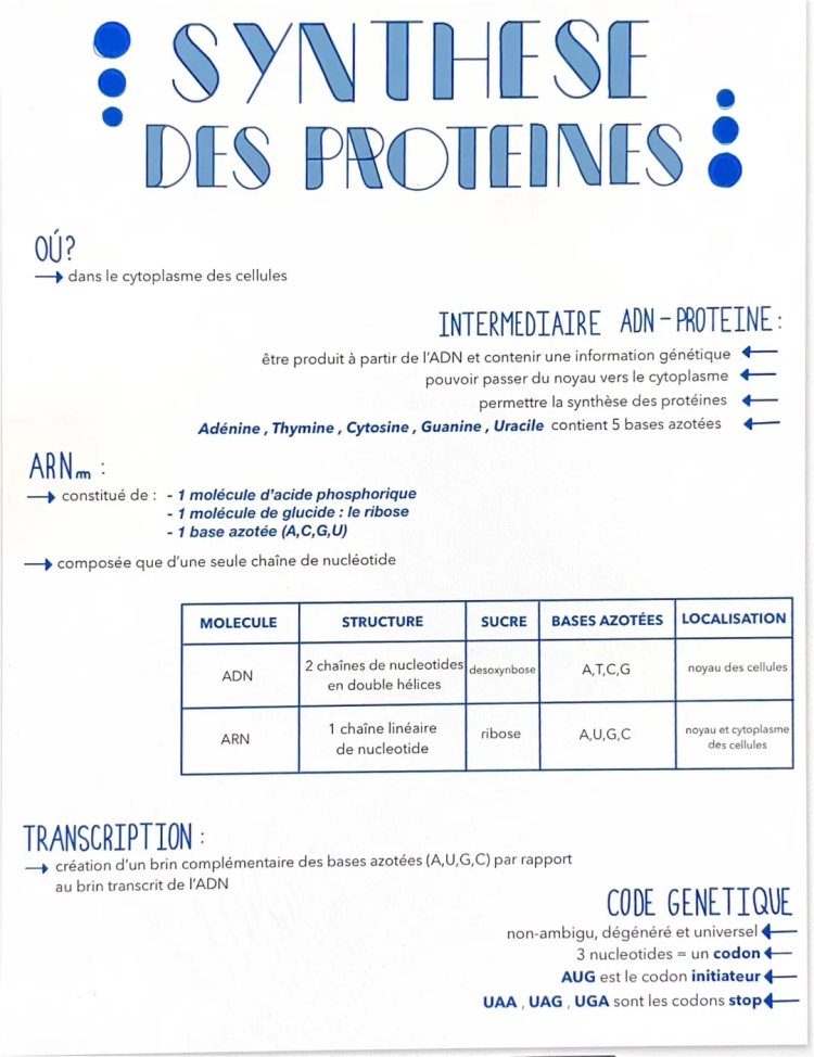 synthèse des protéines 