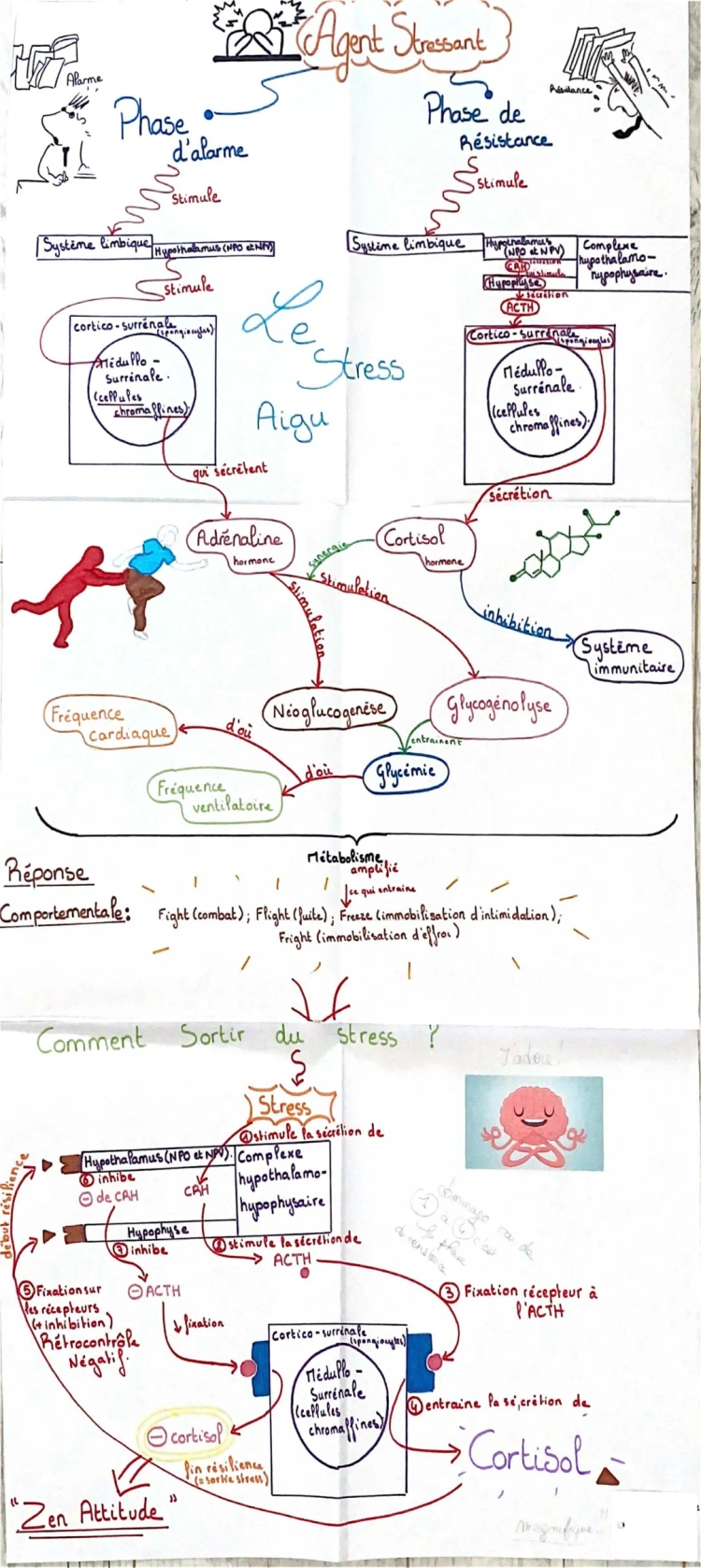 le stress (programme terminale svt) 