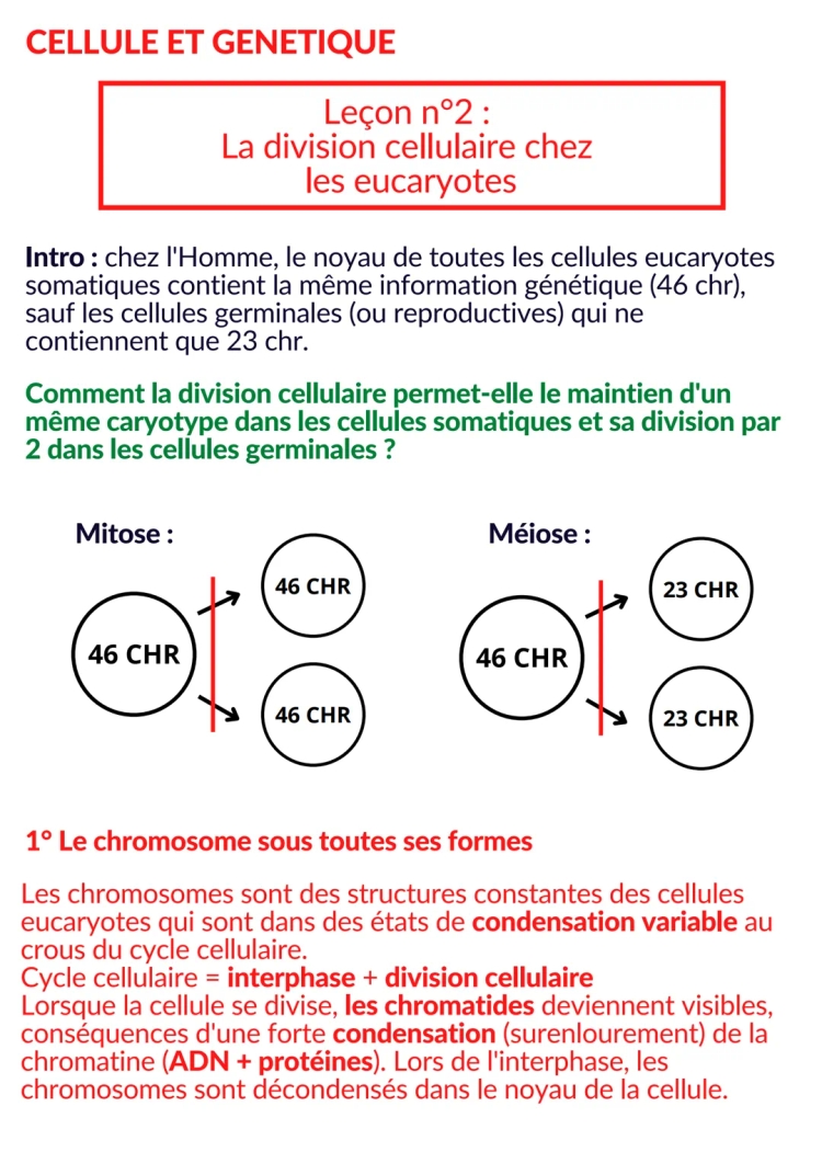 Les divisions cellulaires des eucaryotes: Mitose et Méiose PDF pour les jeunes