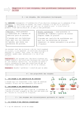 Les Enzymes: Définition, Caractéristiques et Propriétés