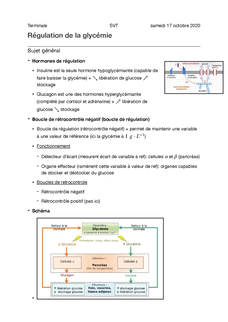 Cours PDF sur la Régulation de la Glycémie - Exercices Corrigés et Schémas