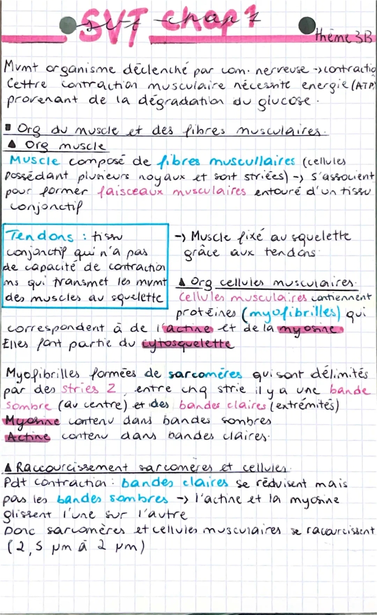 cellule musculaire et contraction 