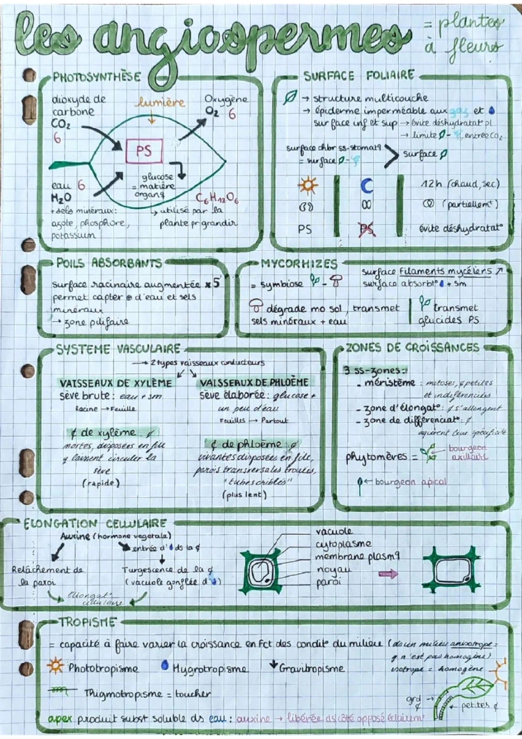 Fiche de révision SVT Terminale 2024 - Tout pour l'épreuve du bac (PDF inclus)