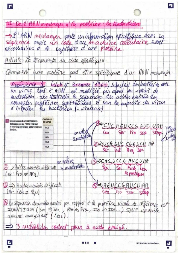 Tout sur la traduction de l’ARNm: étapes, schémas et code génétique en PDF