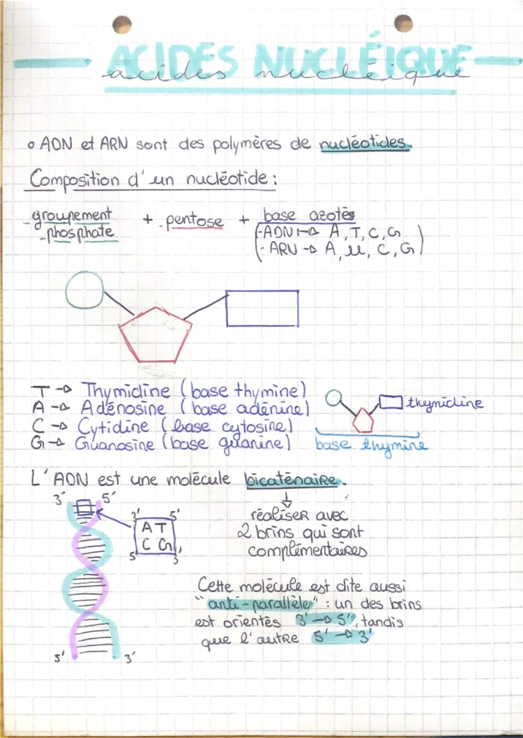 Les acides nucléiques