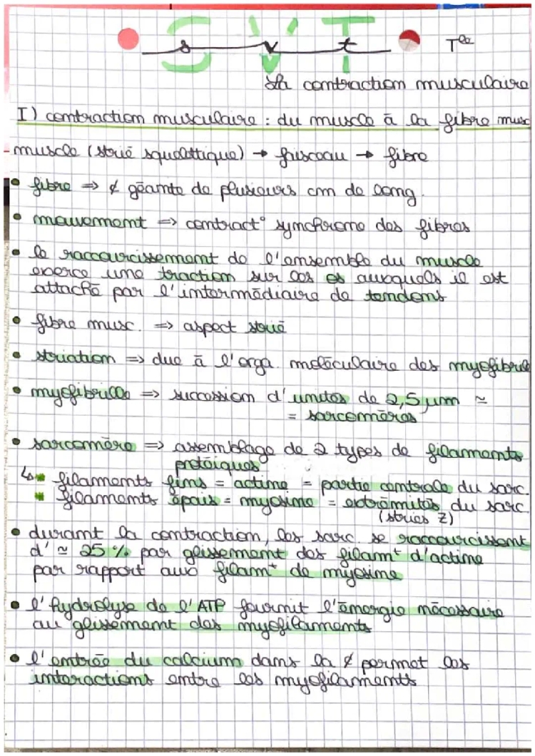 Fiche de révision La contraction musculaire 