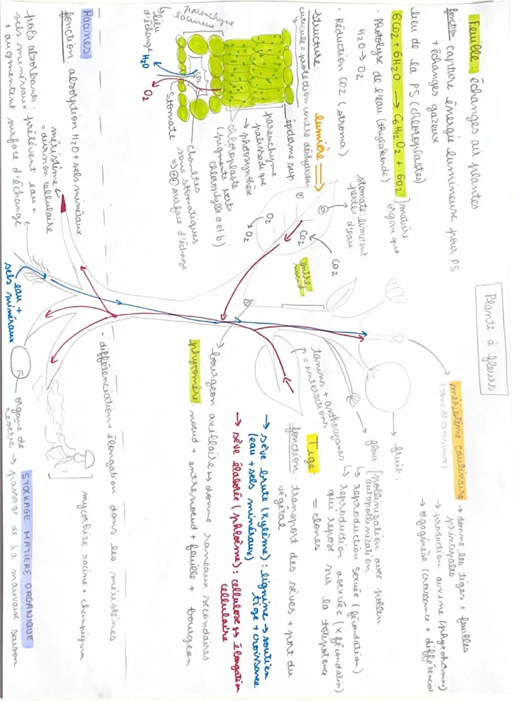 Carte mentale plante à fleurs 