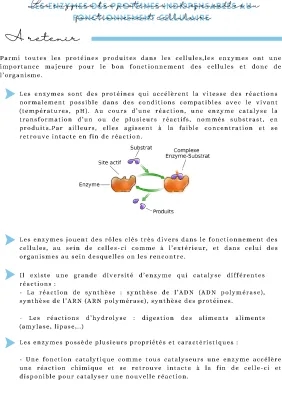 Cours et Exposés : Enzymes et Synthèse des Protéines pour les Jeunes Scientifiques