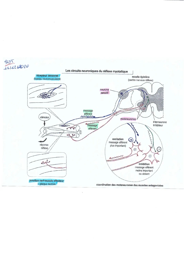 Comment Expliquer le Réflexe Myotatique ? | Les Réflexes SVT Terminale