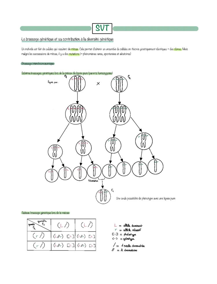 Brassage Interchromosomique et Intrachromosomique: Cours SVT Terminale S