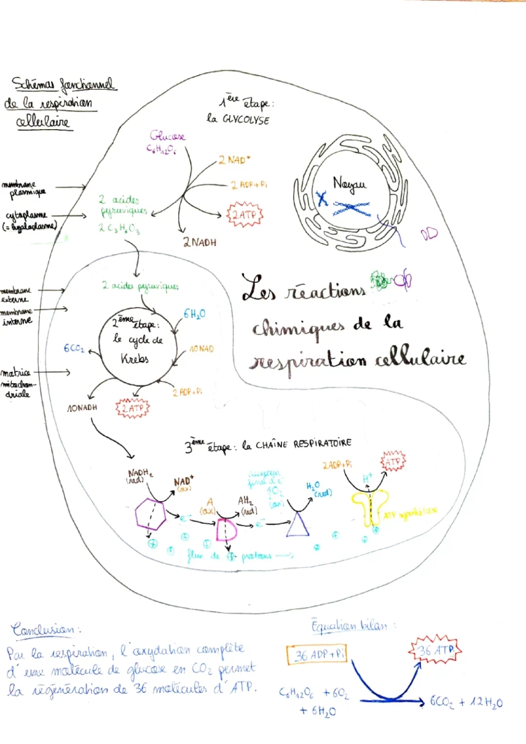 Les étapes de la respiration cellulaire et production d'ATP