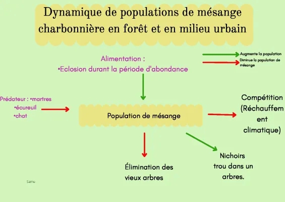 Tout sur les mésanges charbonnières : vie, migration et prédateurs