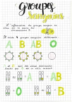 Les groupes sanguins