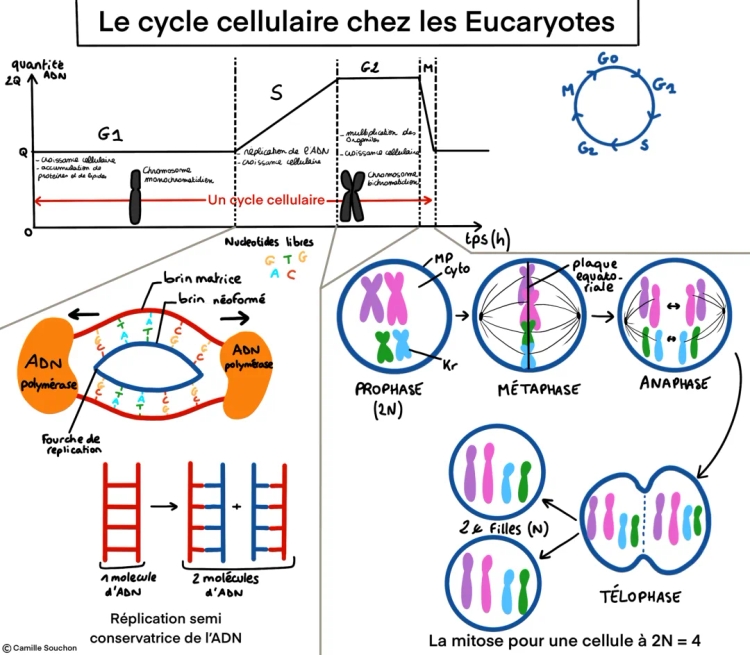 Schéma bilan du cycle cellulaire chez les Eucaryotes