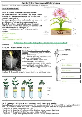 Comment la plante absorbe l'eau et les sels minéraux - Schéma et infos faciles