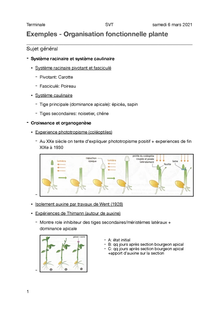 Exemple - Organisation fonctionnelle de la plante