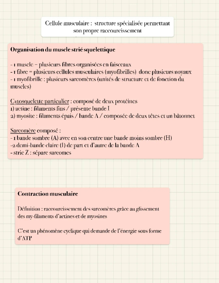La cellule musculaire : structure spécialisée dans la contraction musculaire