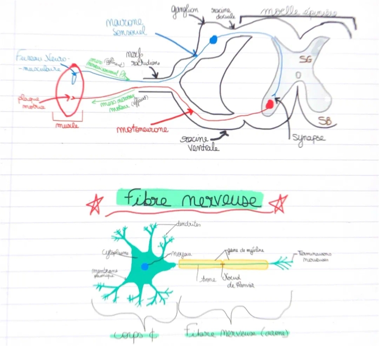 schéma moelle épinière/synapse