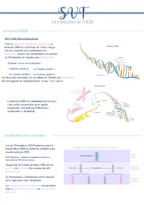 La réplication de l’ADN