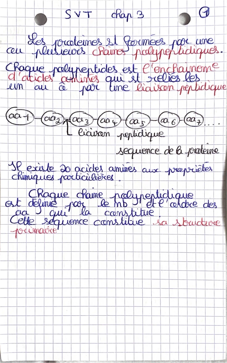 Synthèse des protéines et ARN : Différences ADN et ARN, Schémas et Exercices PDF