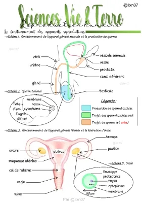 SCIENCES. VIE & TERRE la reproduction humaine (chapitre 2/3) [niveau 3ème]