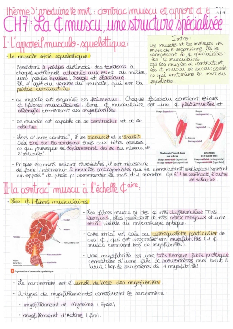 Tout sur la Cellule Musculaire Striée Squelettique et la Contraction Musculaire