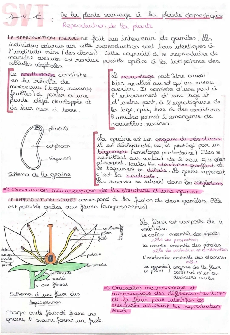 SVT: De la plante sauvage à la plante domestiquée 