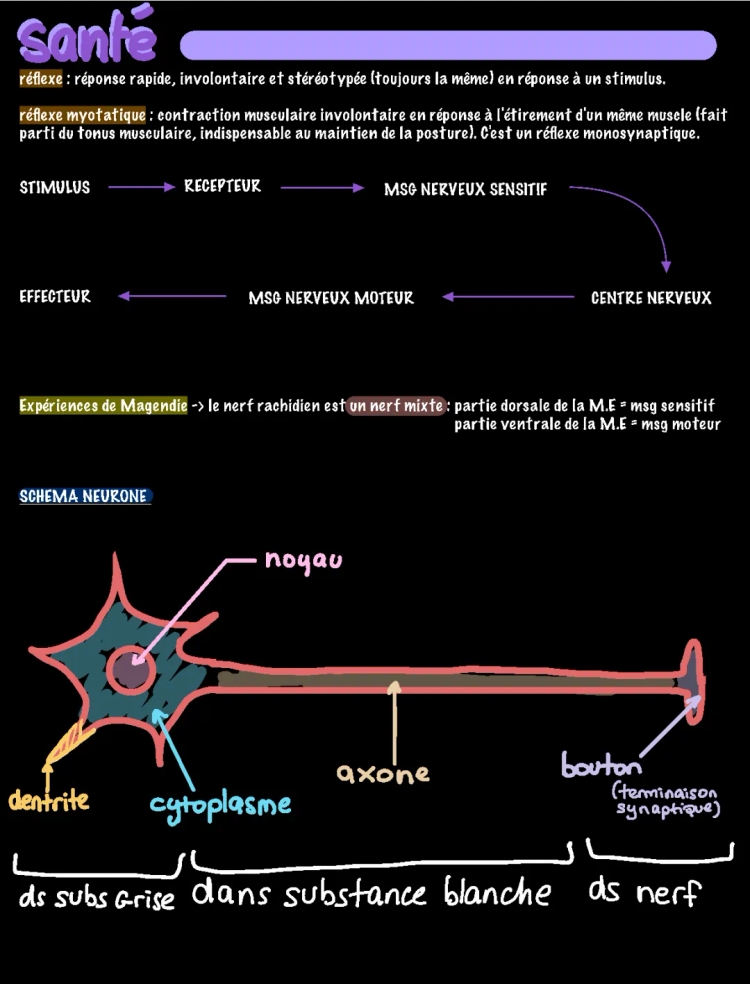Système Nerveux et Réflexes Myotatiques: Définition et Schémas Pour Les Enfants