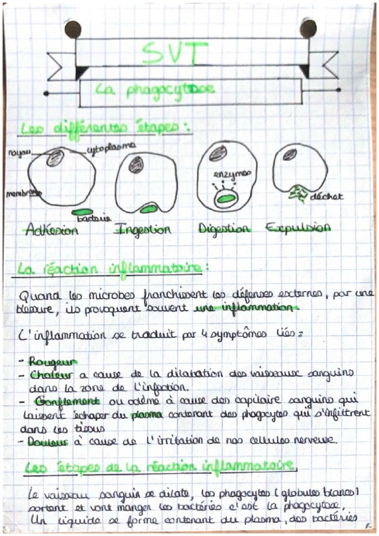 La phagocytose