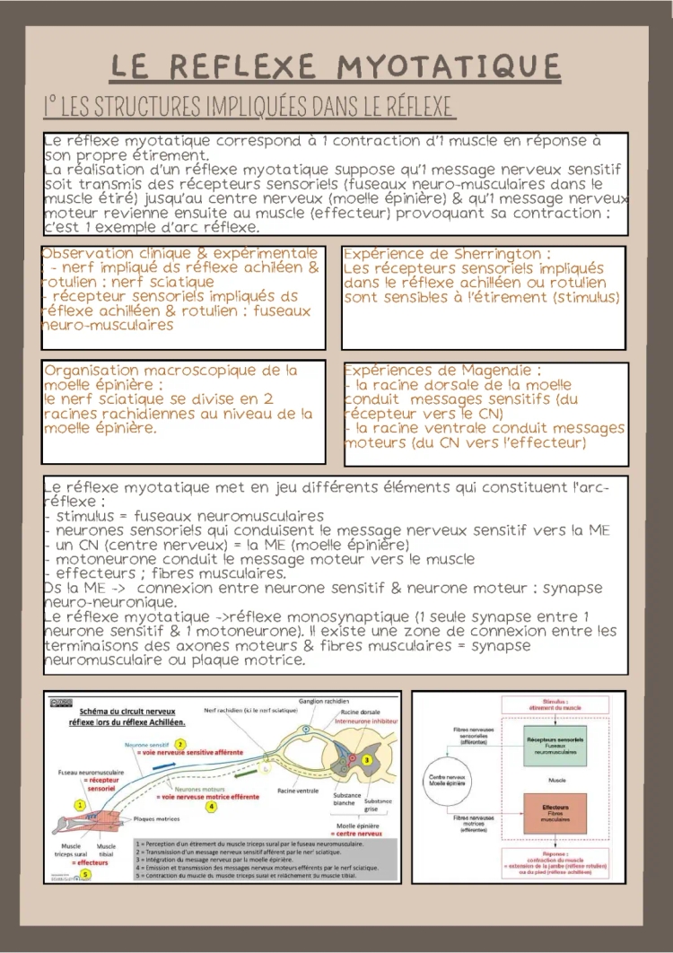 Le réflexe myotatique