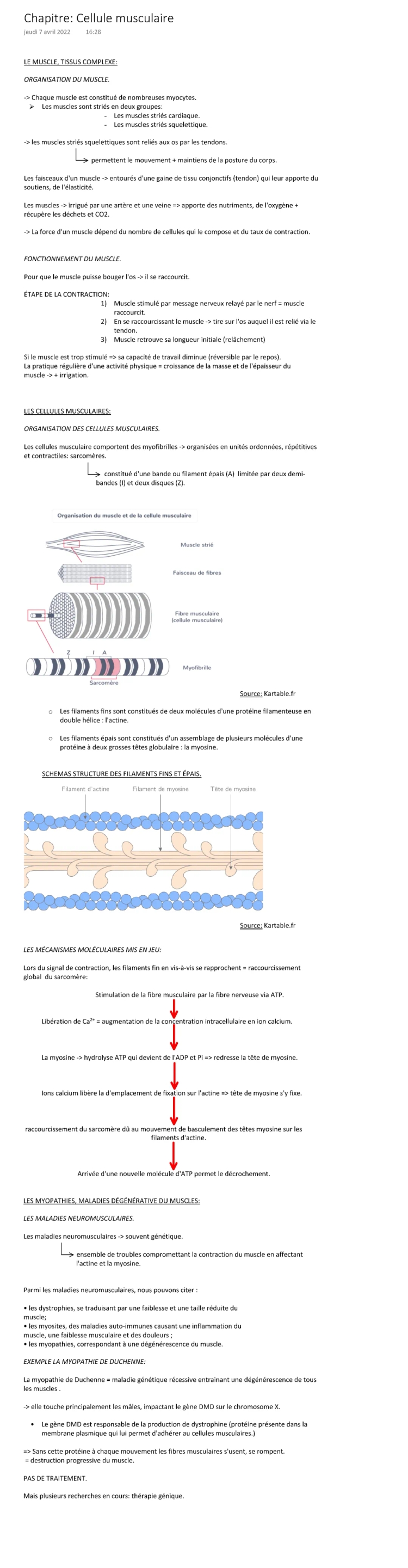 Les 5 étapes de la contraction musculaire et le schéma de la cellule musculaire