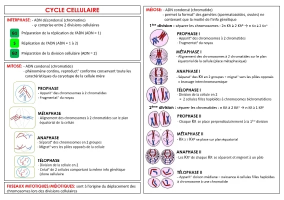 Tout sur le Cycle Cellulaire : Schémas et Étapes Faciles